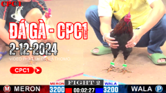 [CPC1] 2-12-2024 Đá Gà Trực Tiếp Bình Luận – Đá Gà Trực Tiếp1