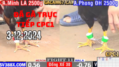 [CPC1] 3-12-2024 Đá Gà Trực Tiếp Thomo campuchia – dagatructiep5