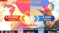 ĐÁ GÀ TRỰC TIẾP TRẬN 11 CPC1 NGÀY 8-4- 2025 ANH PHƯƠNG CẨM MỸ VỚI ANH TÙNG TRẬN GÀ XỔ 200