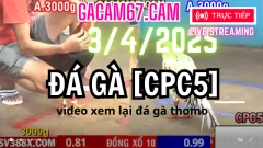 Đá Gà C5 Trực Tiếp Thomo Bồ [CPC5] Ngày 3-4-2024 Video xem lại Tại dagatructiep